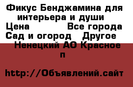 Фикус Бенджамина для интерьера и души › Цена ­ 2 900 - Все города Сад и огород » Другое   . Ненецкий АО,Красное п.